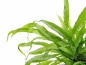 Preview: Javafarn - Microsorum pteropus